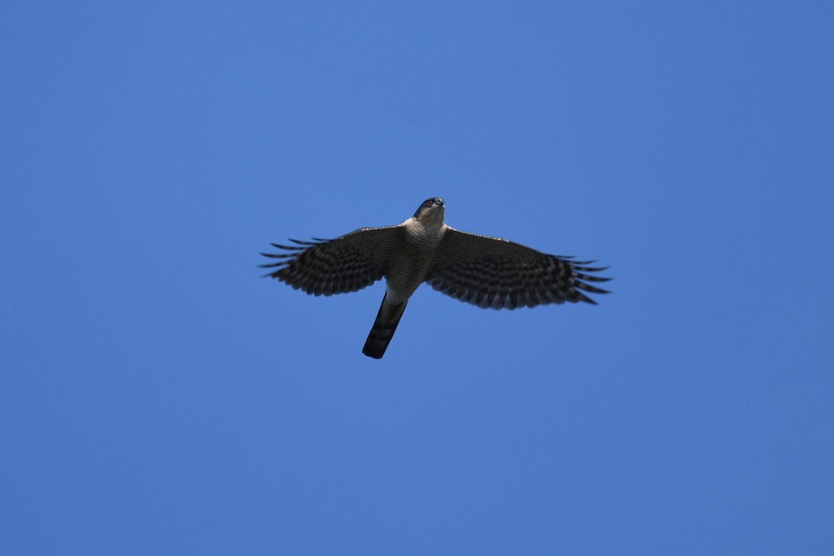 Eurasian Sparrowhawk - ML619593748
