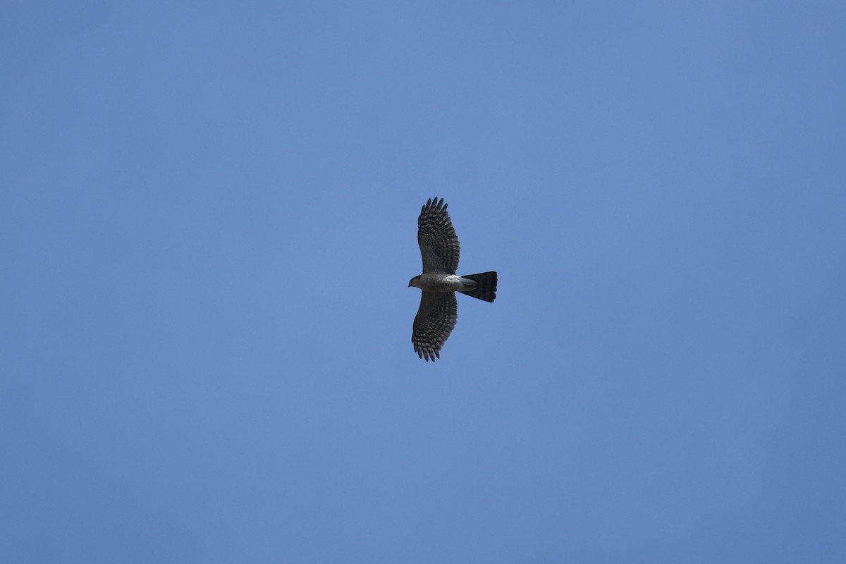 Eurasian Sparrowhawk - ML619593753