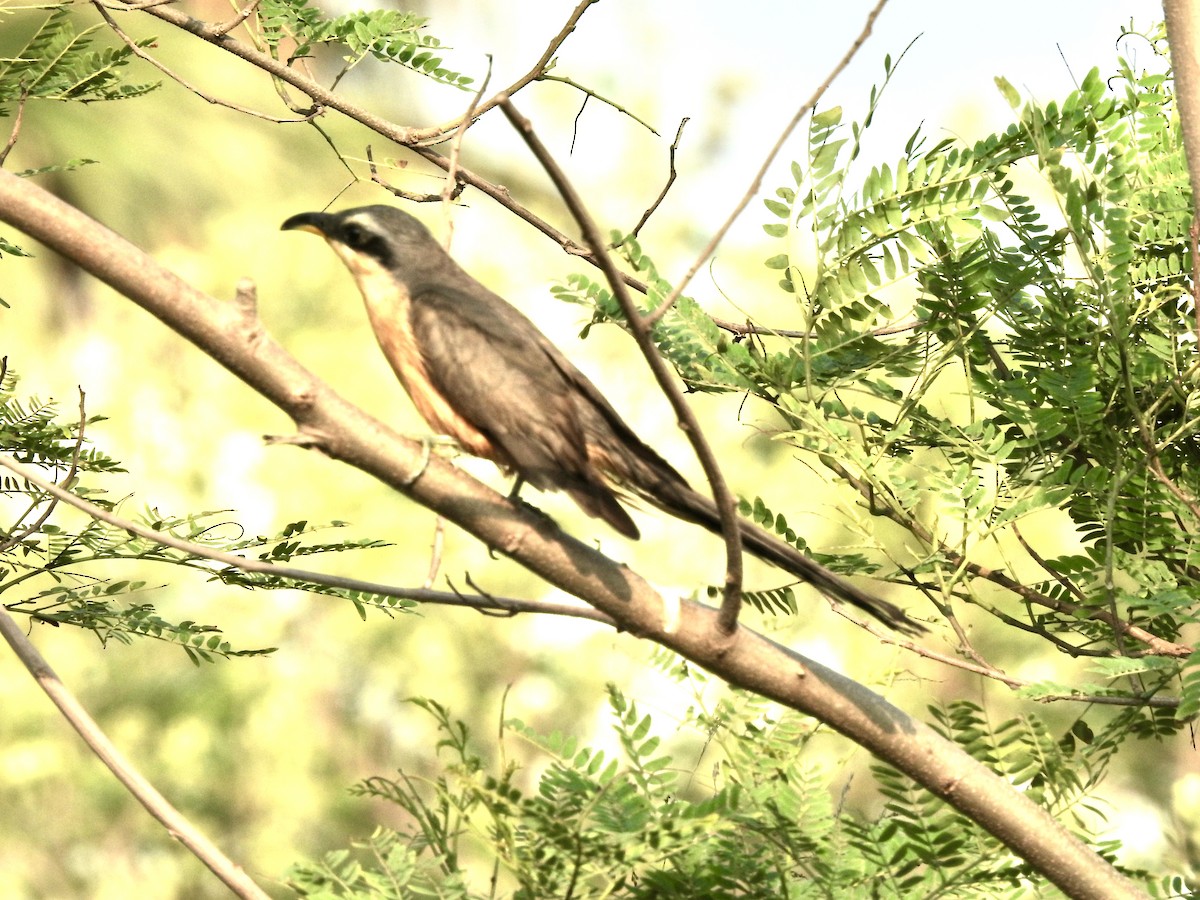 Mangrove Cuckoo - ML619593792
