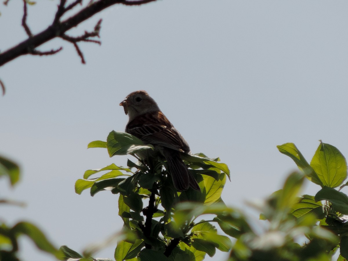 Field Sparrow - ML619593810
