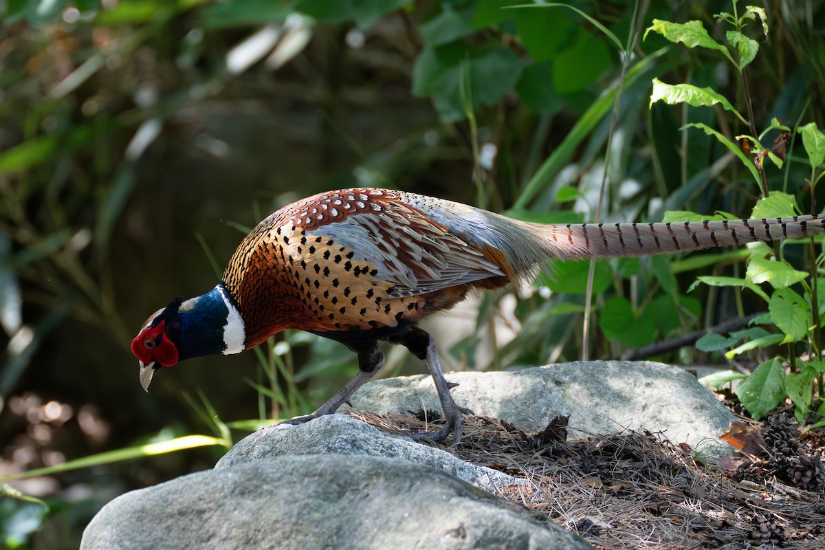 Ring-necked Pheasant - ML619593821