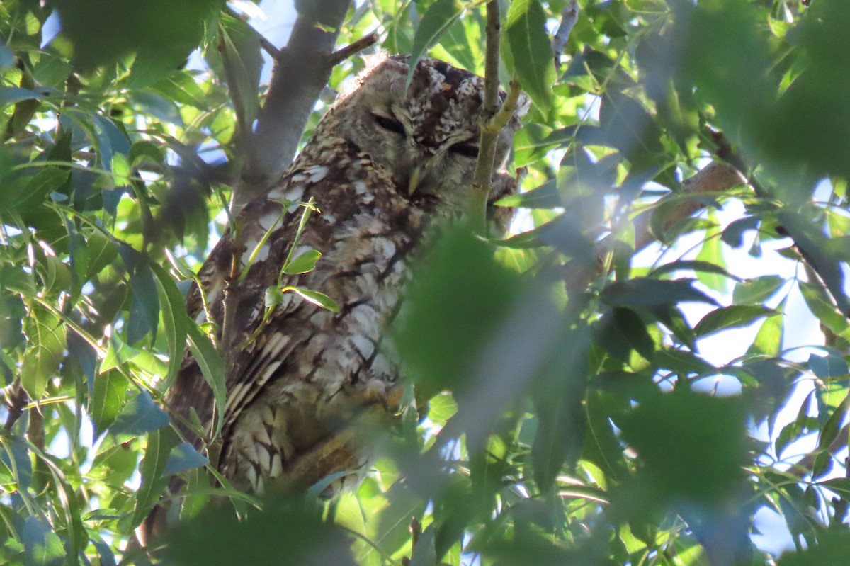 Tawny Owl - ML619593842