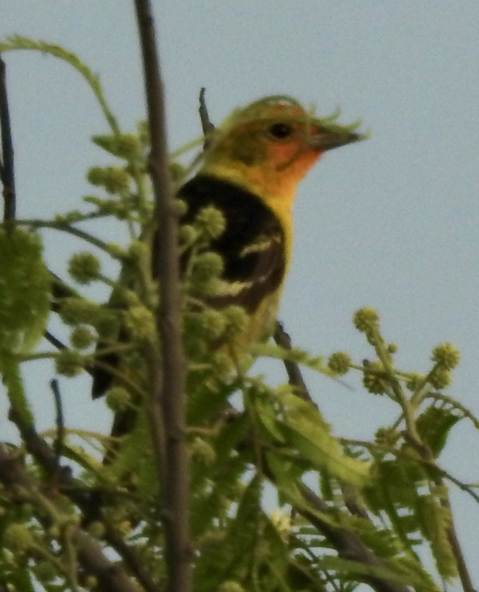 Western Tanager - ML619593878
