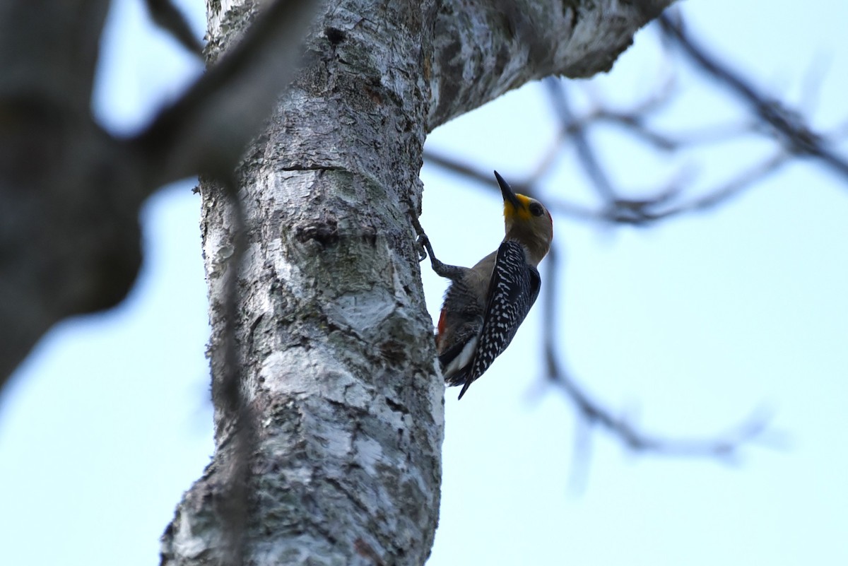 Yucatan Woodpecker - ML619593909