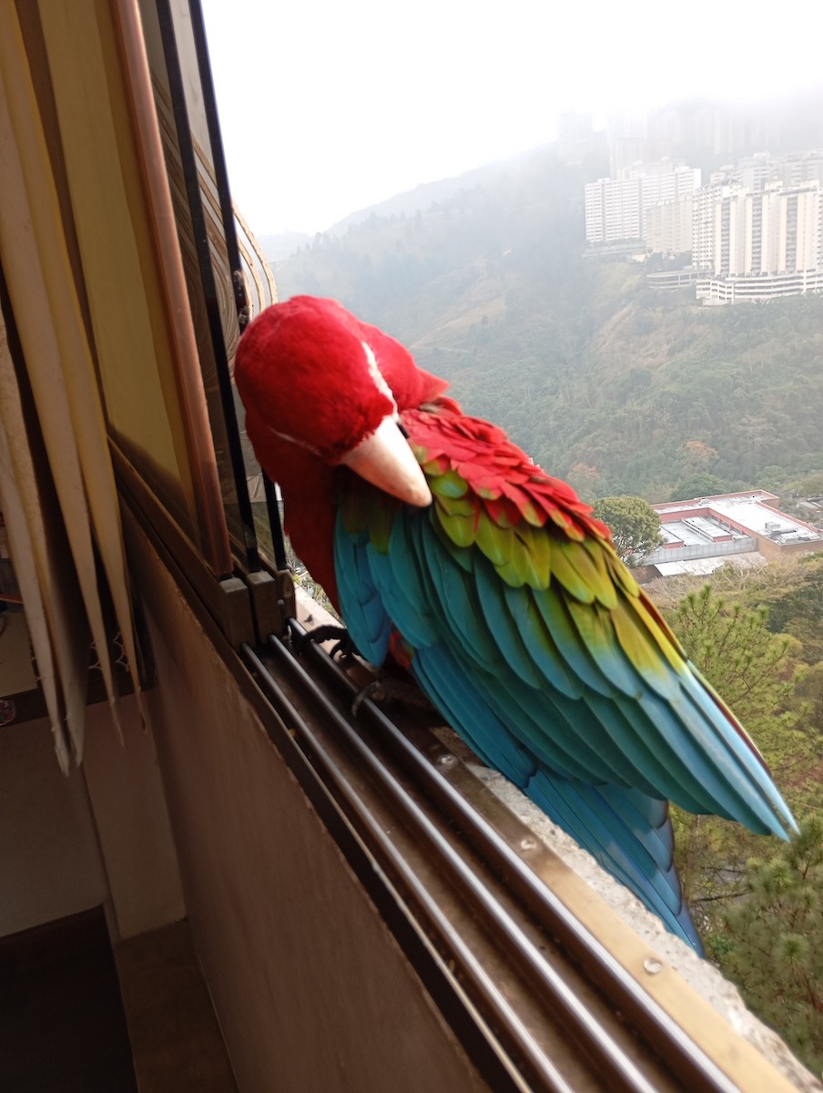 Red-and-green Macaw - ML619593945