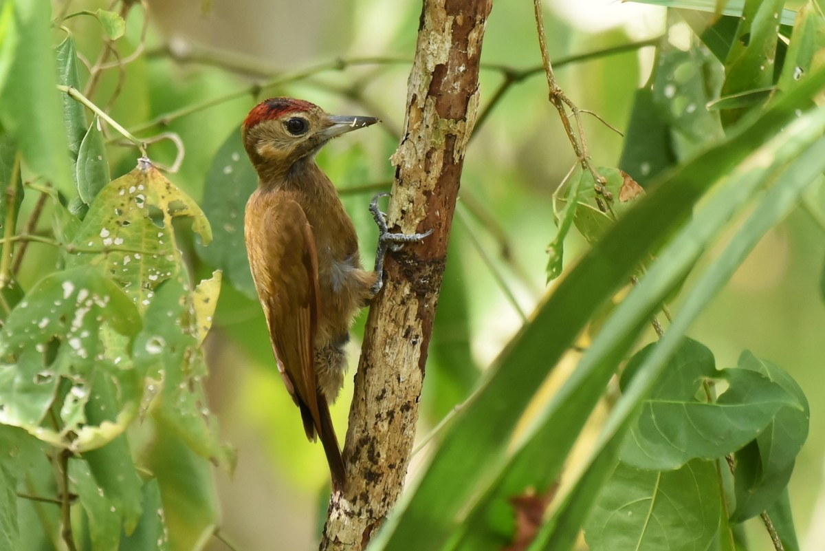 Smoky-brown Woodpecker - ML619593954