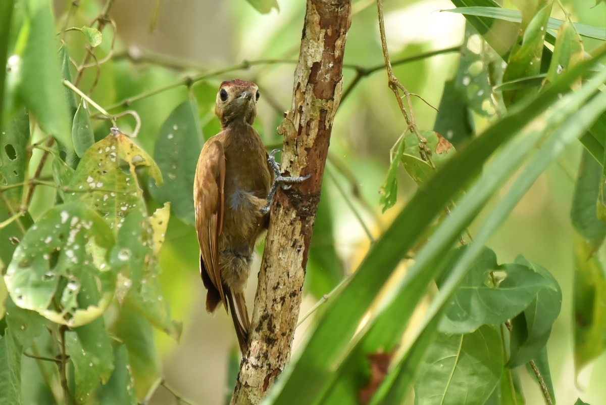 Smoky-brown Woodpecker - ML619593956
