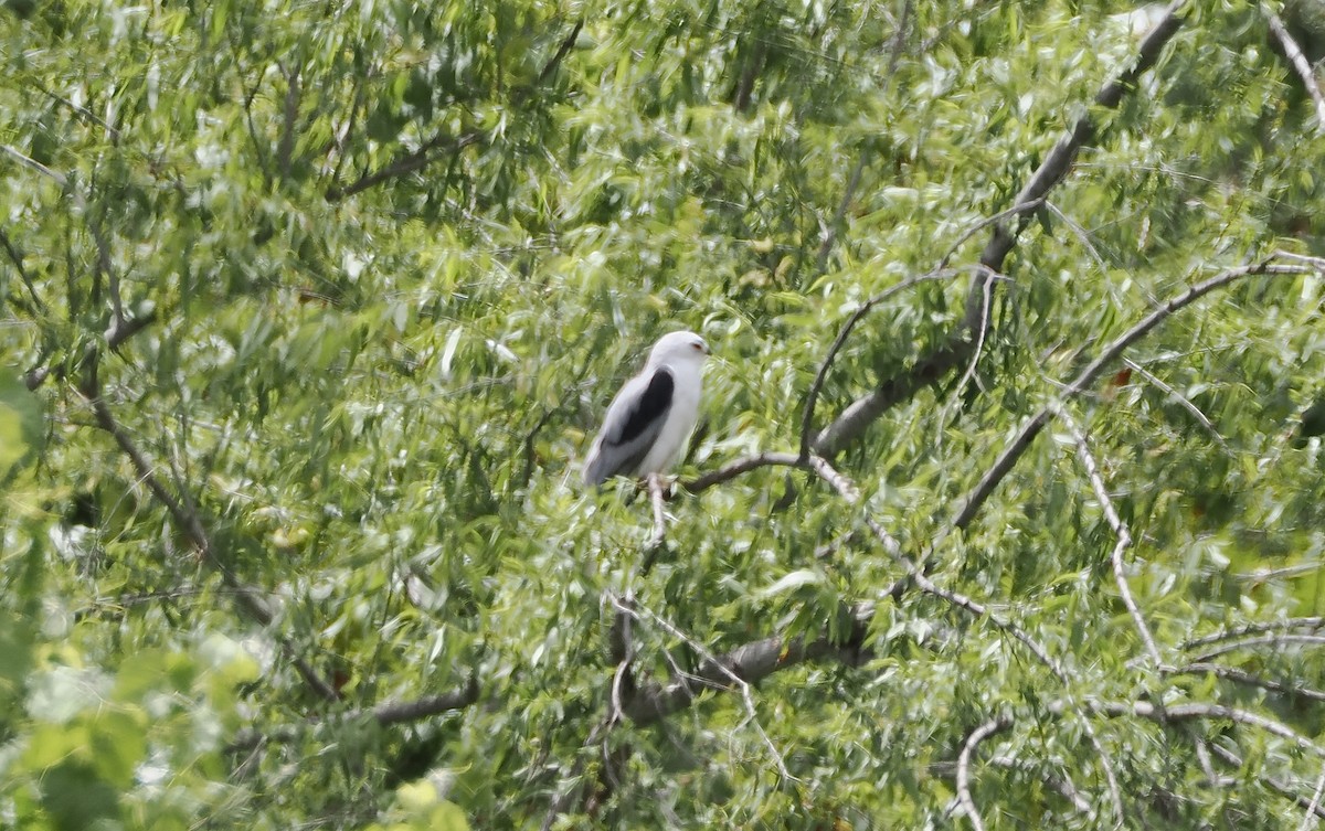 White-tailed Kite - ML619593961
