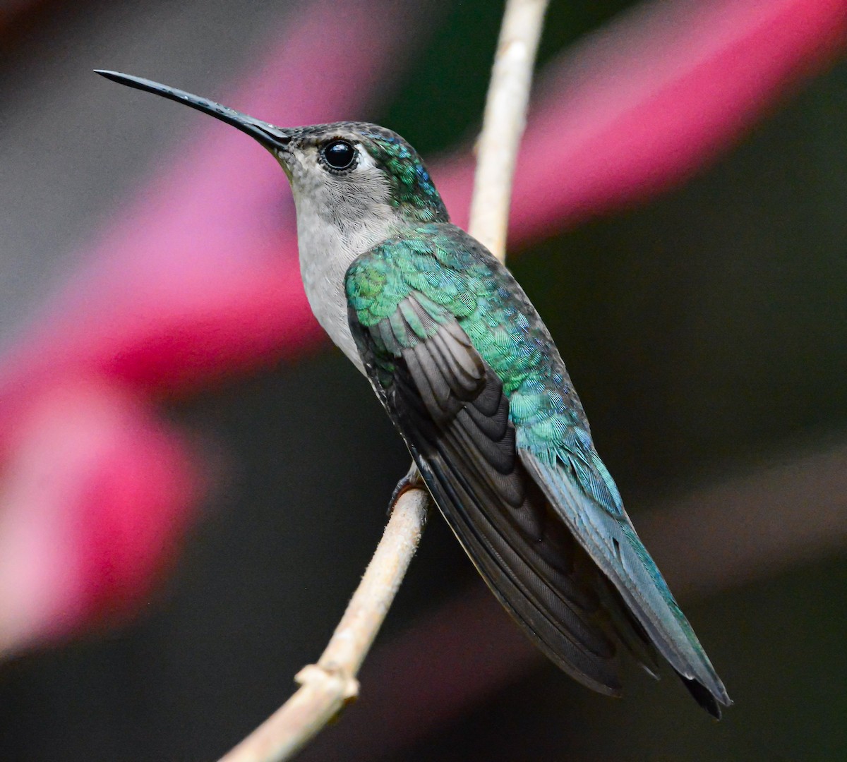 kolibřík klínoocasý - ML619593998
