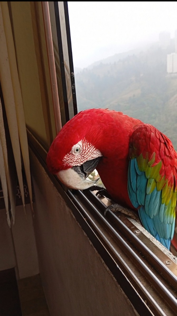 Red-and-green Macaw - ML619594003