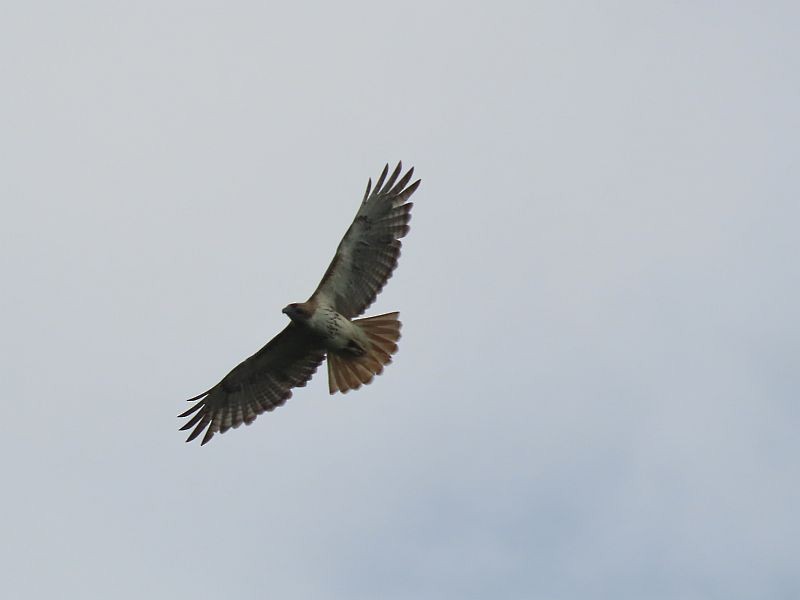 Red-tailed Hawk - ML619594017