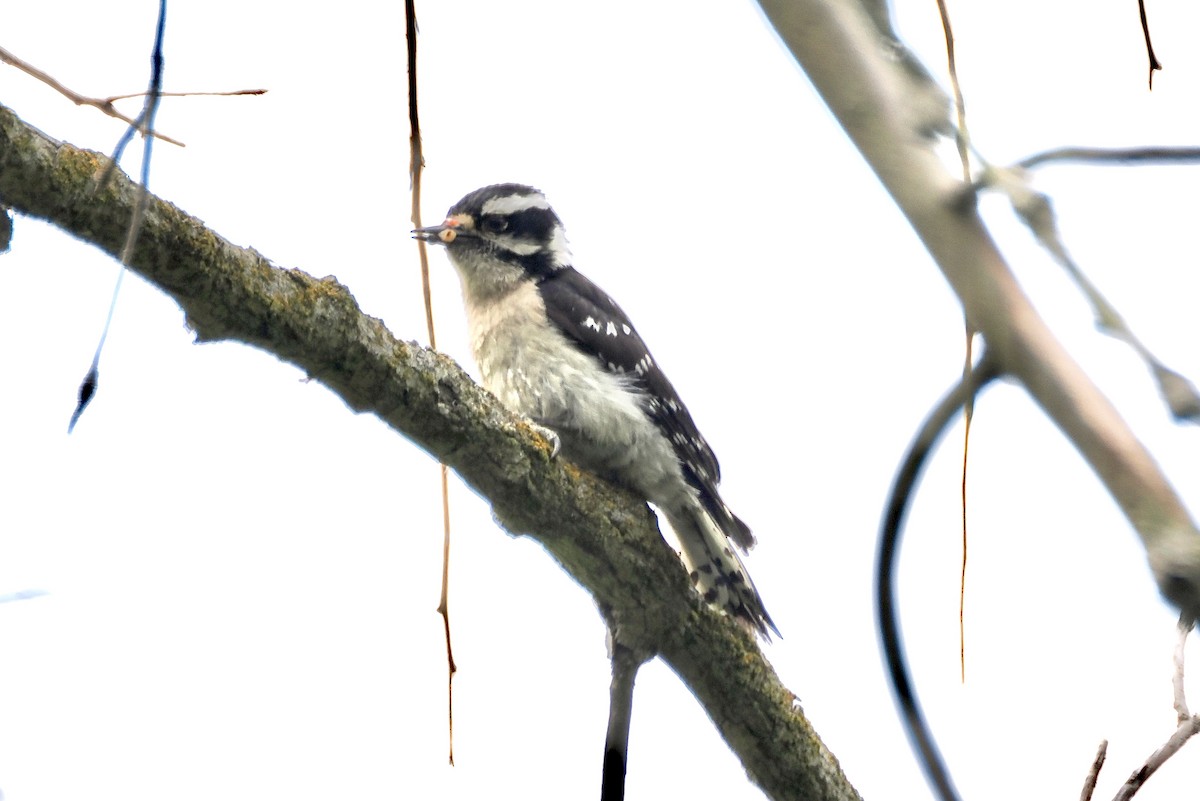 Downy Woodpecker - ML619594025