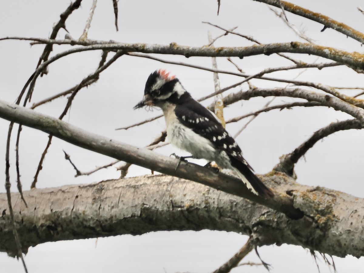 Downy Woodpecker - ML619594026