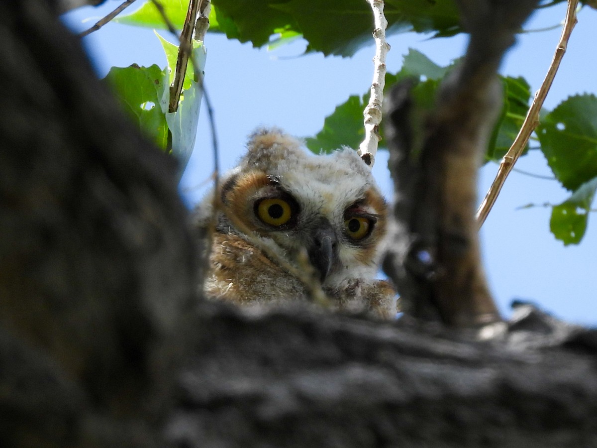 Great Horned Owl - ML619594080