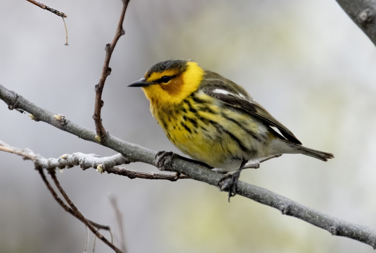 Cape May Warbler - ML619594086