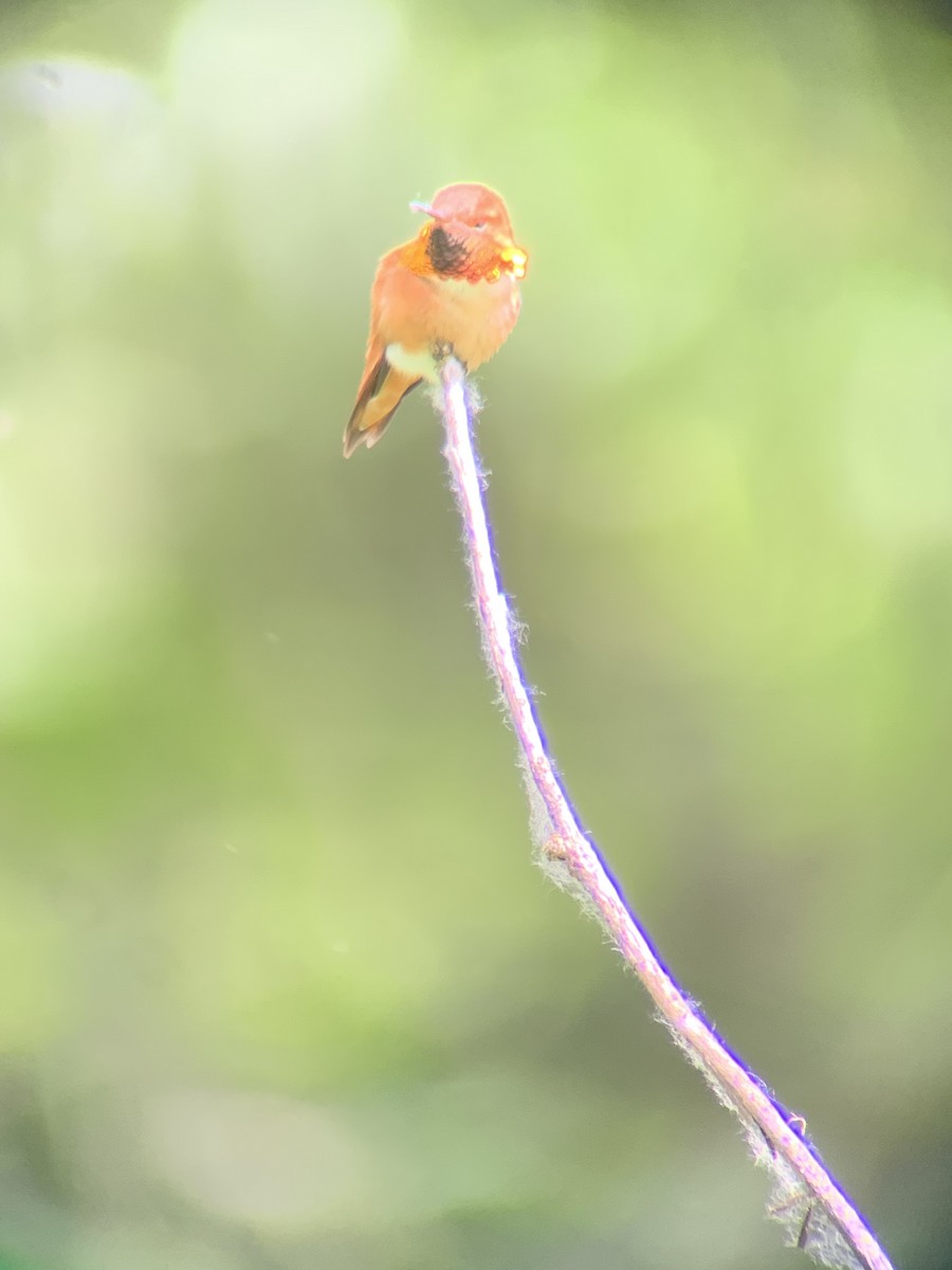Rufous Hummingbird - ML619594088