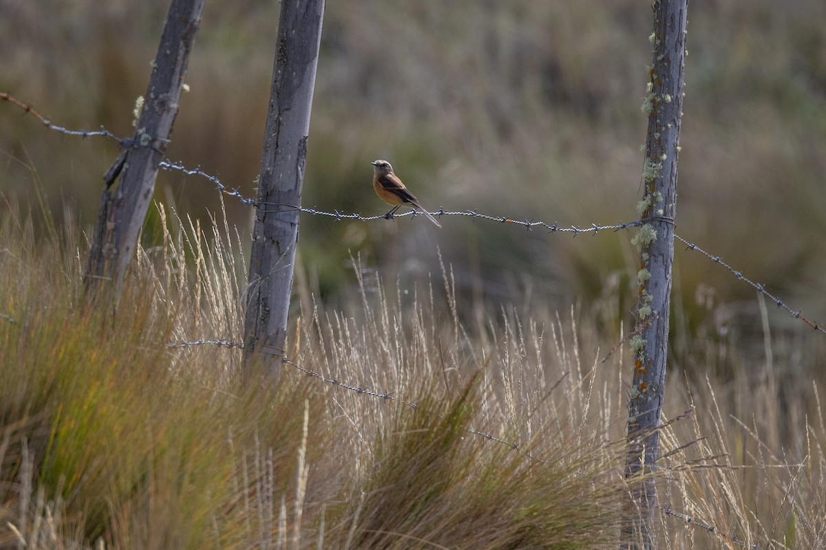 Brown-backed Chat-Tyrant - ML619594096