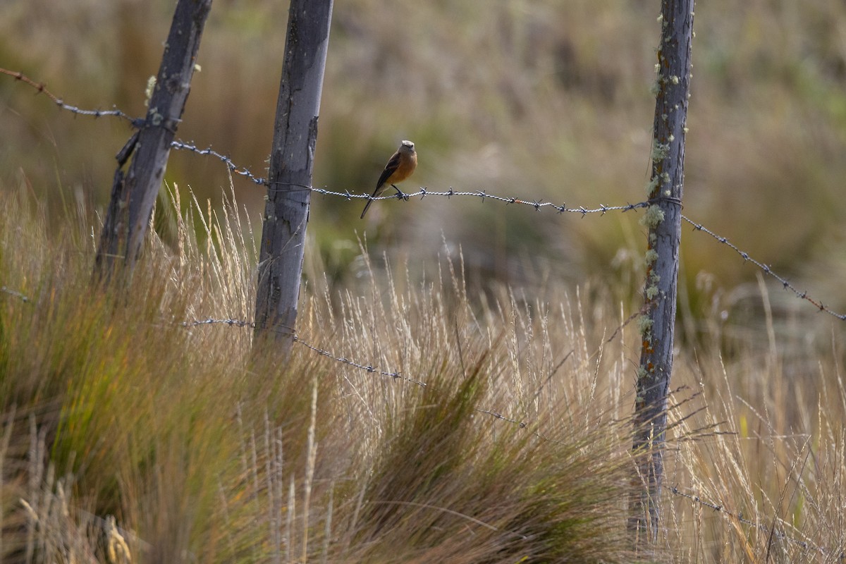 Brown-backed Chat-Tyrant - ML619594097