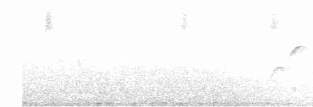 Batı Amerika Sinekkapanı (occidentalis/hellmayri) - ML619594098