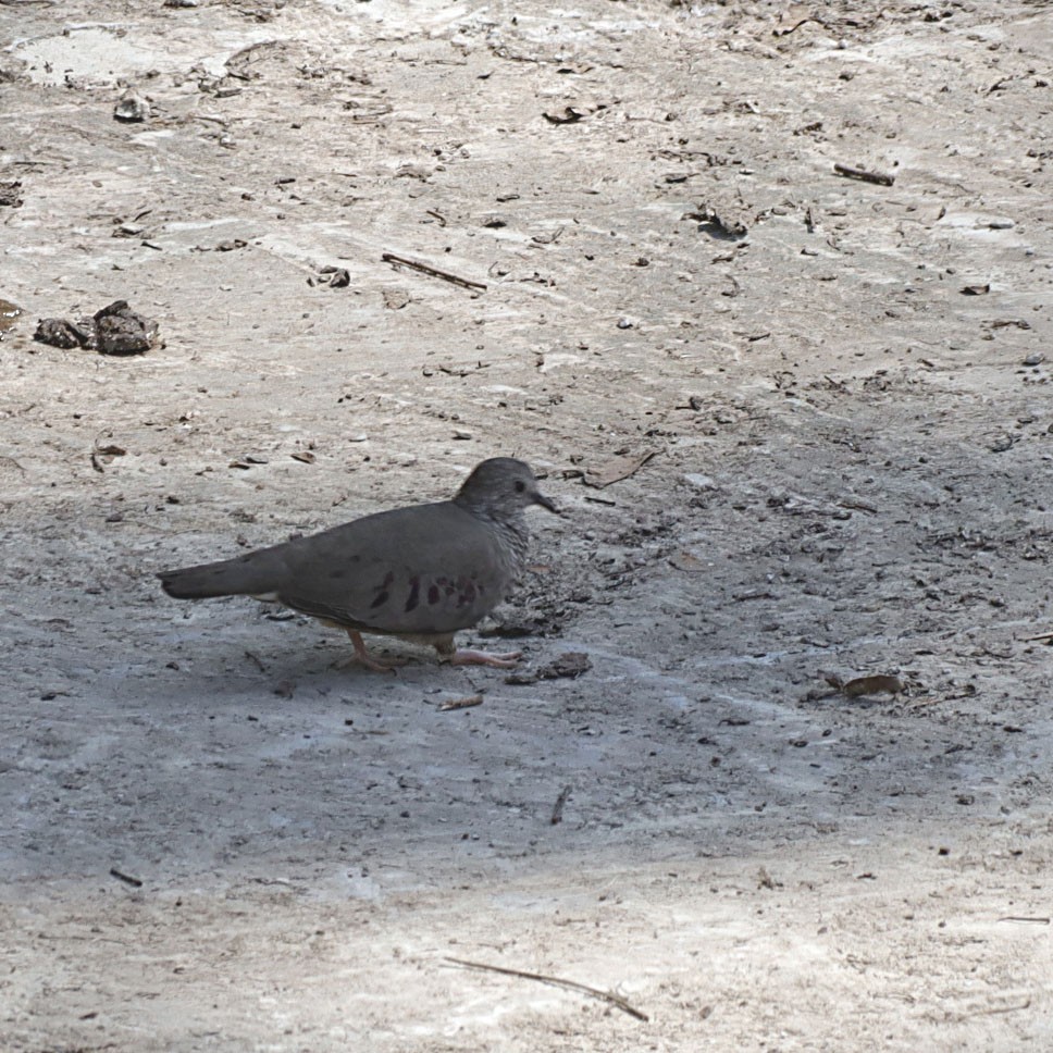 Common Ground Dove - ML619594116