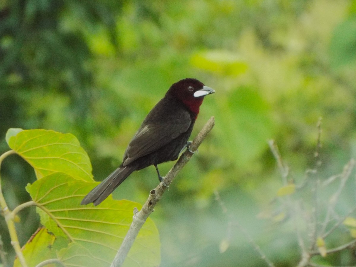 Silver-beaked Tanager - ML619594138