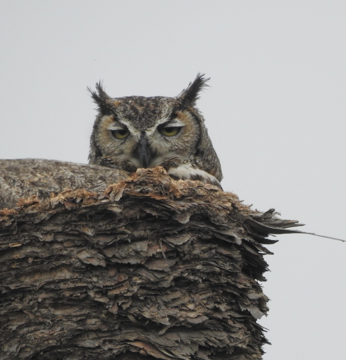 Great Horned Owl - ML619594201