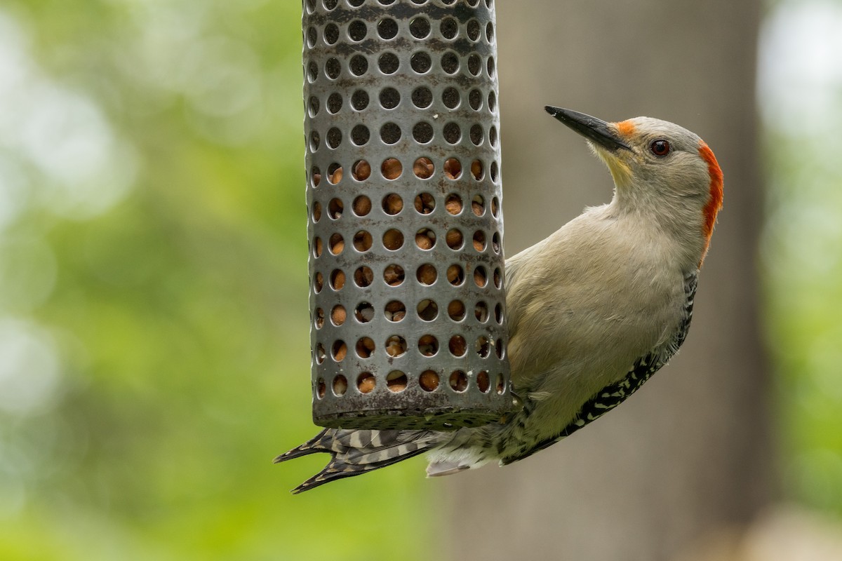 Red-bellied Woodpecker - ML619594243