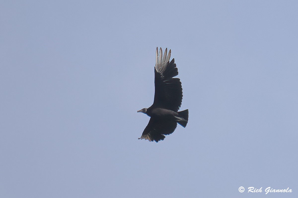 Black Vulture - ML619594293