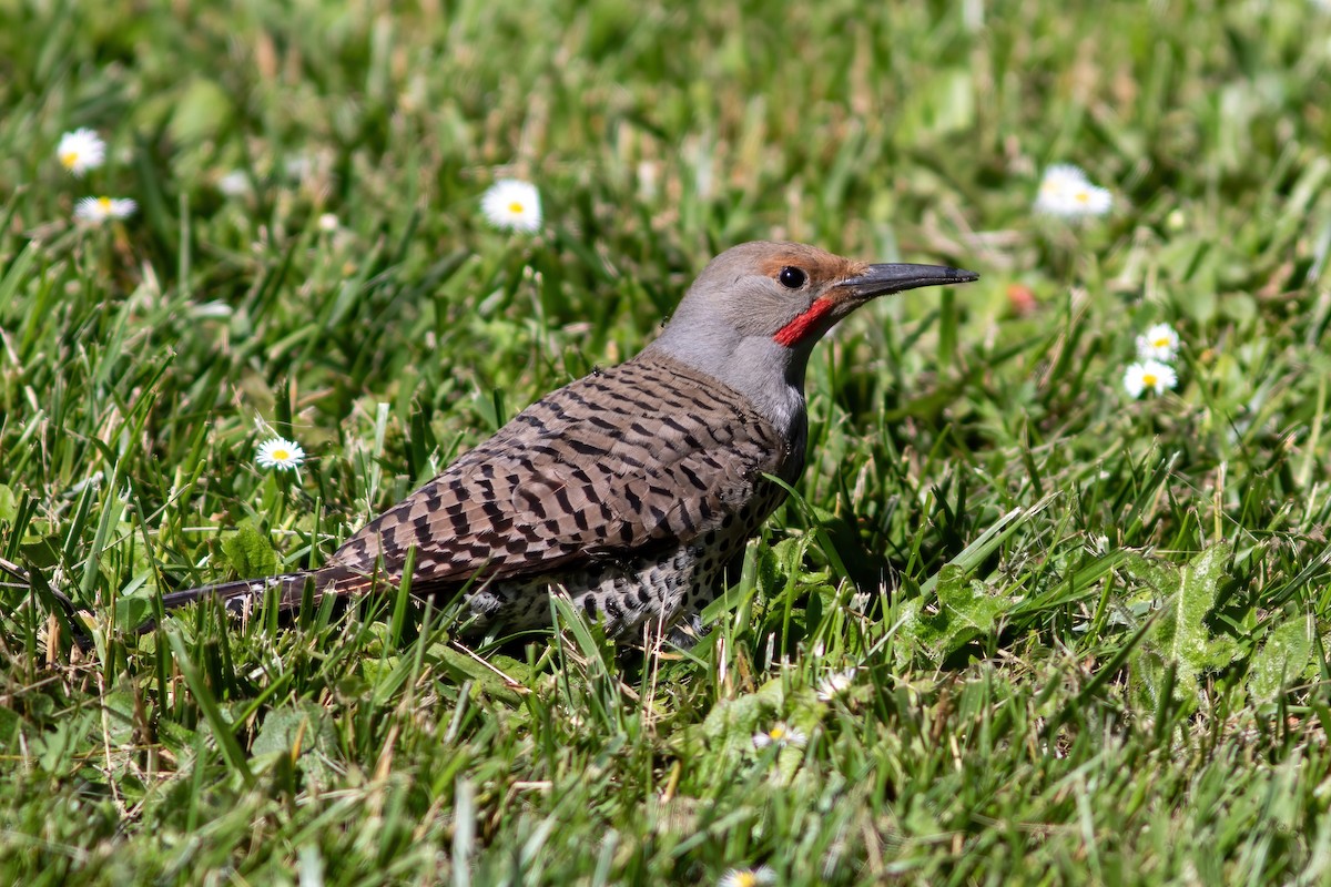Northern Flicker (Red-shafted) - ML619594321