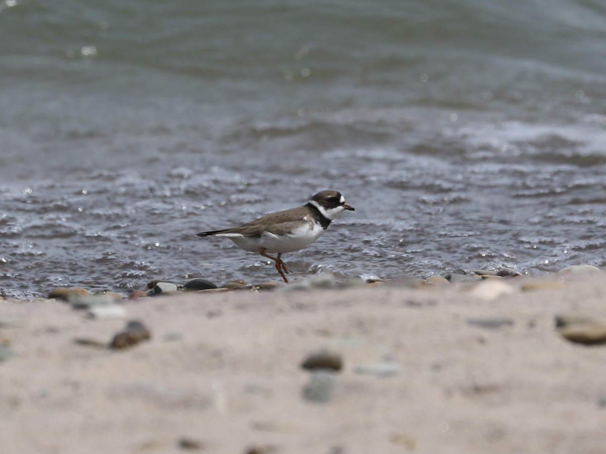 Semipalmated Plover - ML619594328