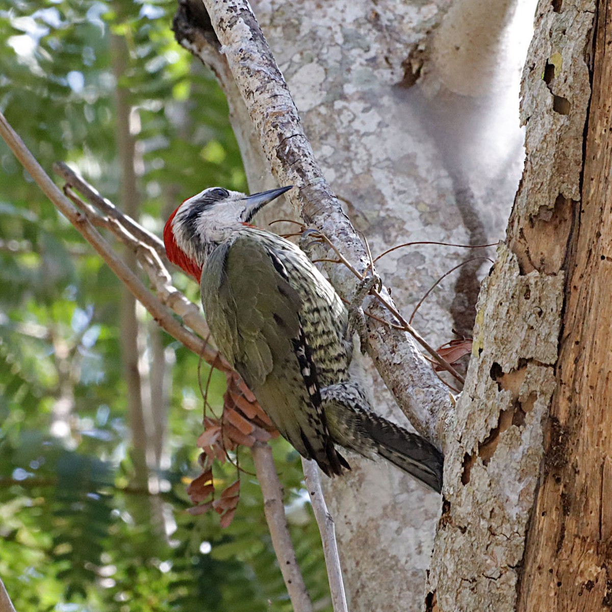 Cuban Green Woodpecker - ML619594346