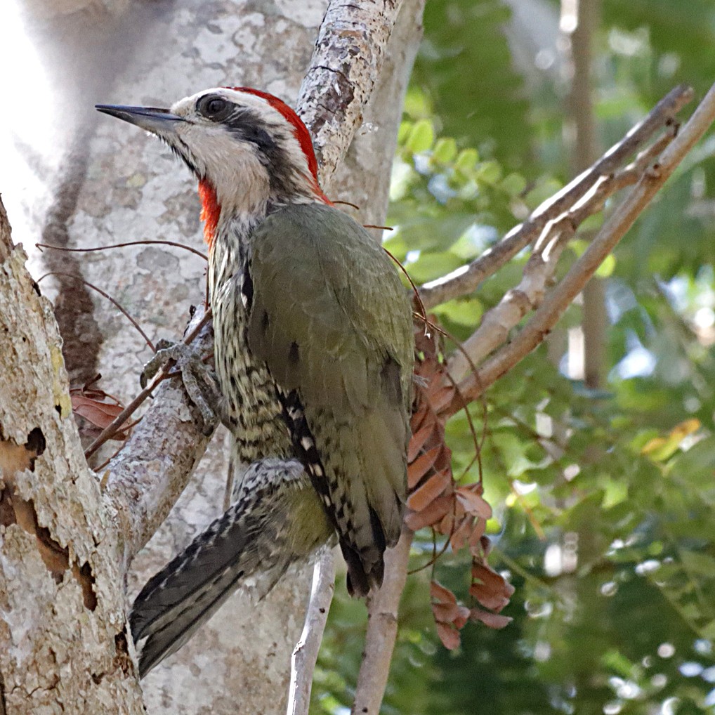Cuban Green Woodpecker - ML619594347