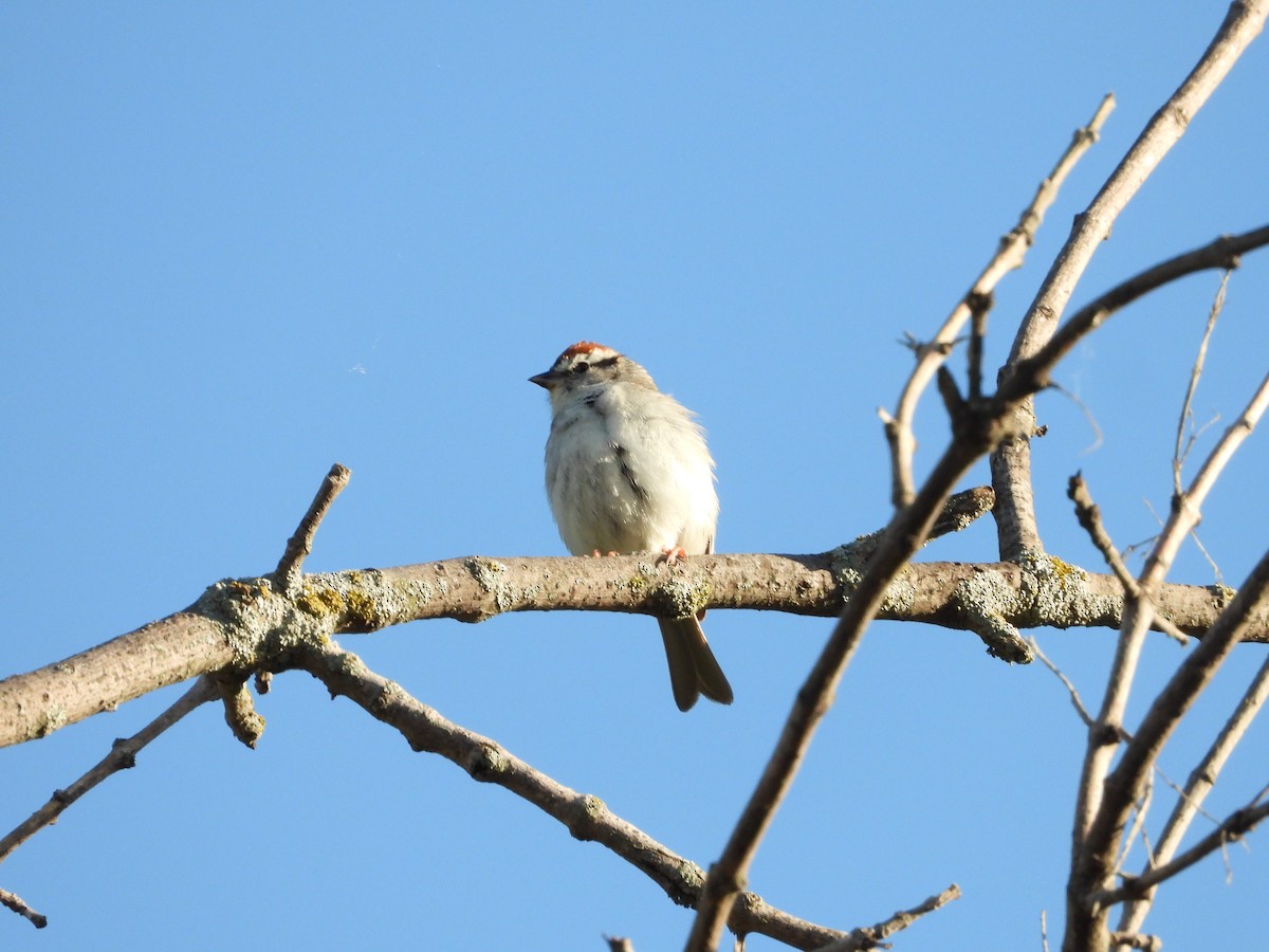 Chipping Sparrow - ML619594349