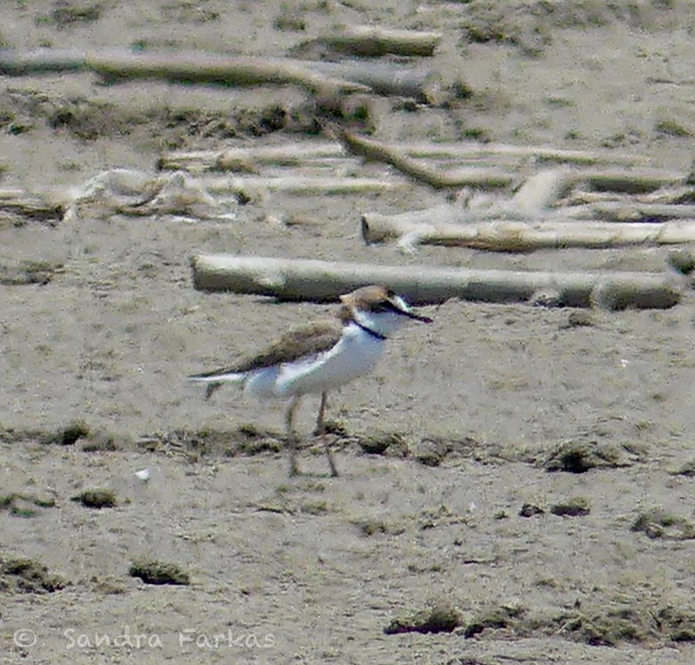 Collared Plover - ML619594350