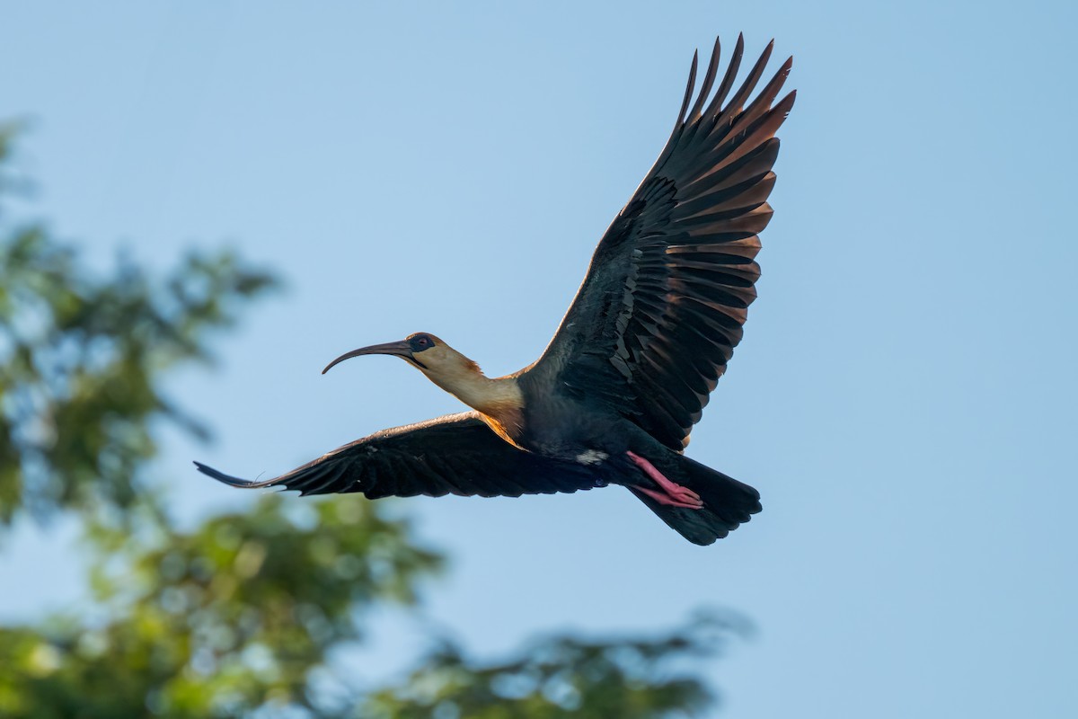 ibis bělokřídlý - ML619594377