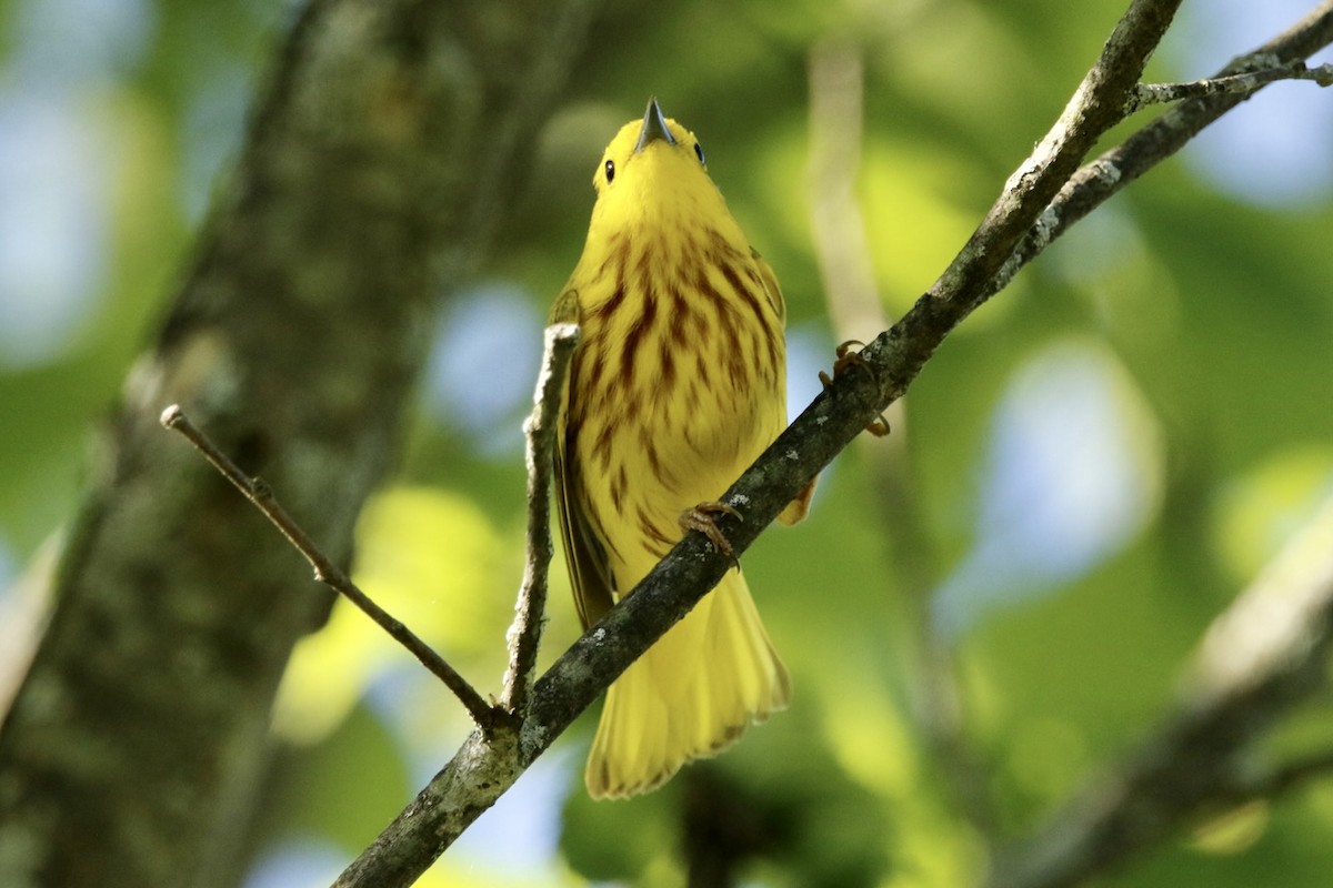 Yellow Warbler - ML619594393