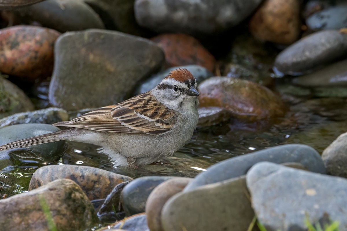 Chipping Sparrow - ML619594399