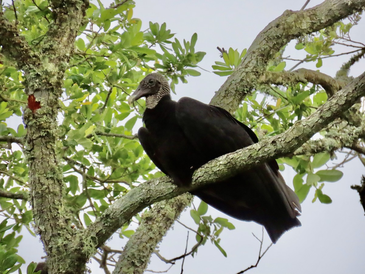 Black Vulture - ML619594414