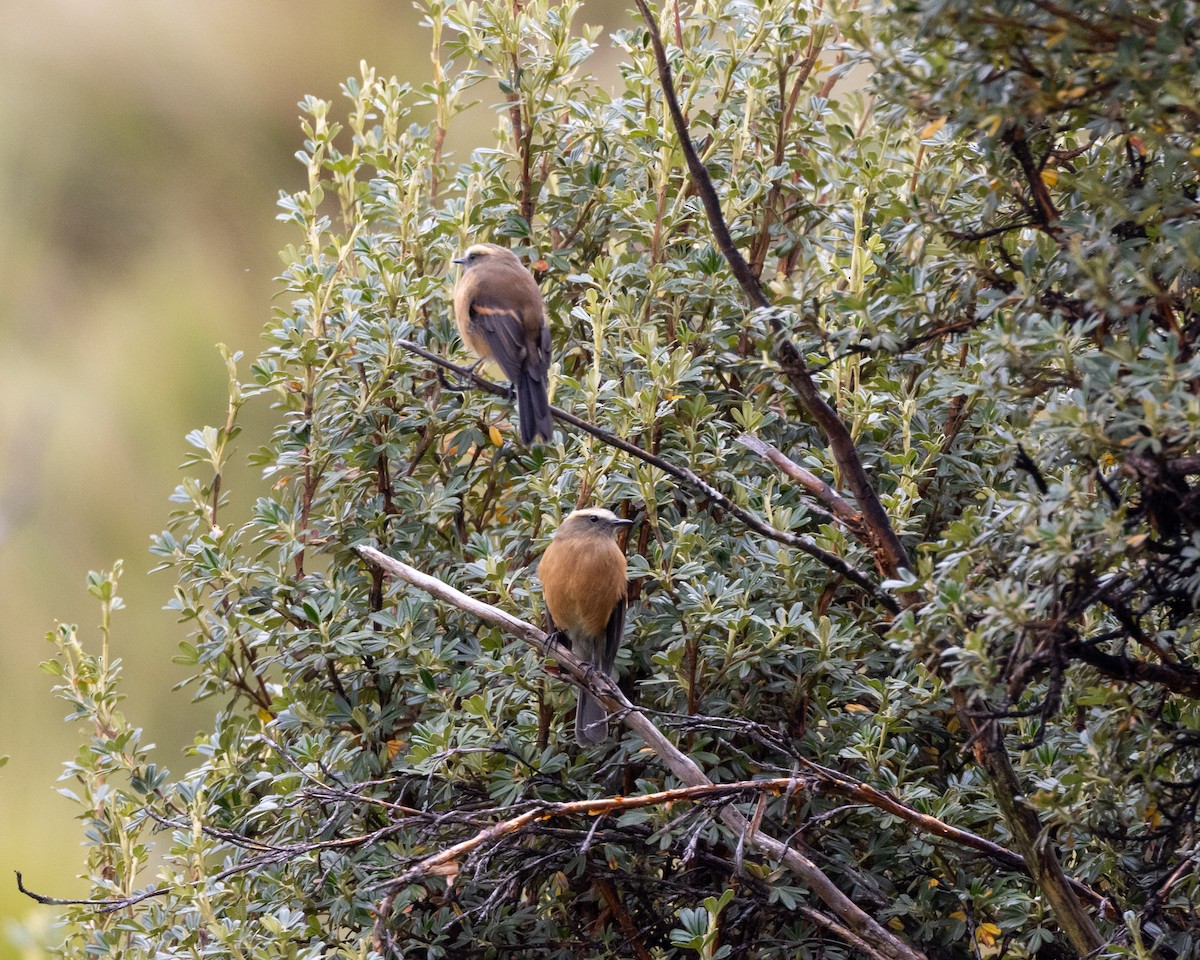 Brown-backed Chat-Tyrant - ML619594482