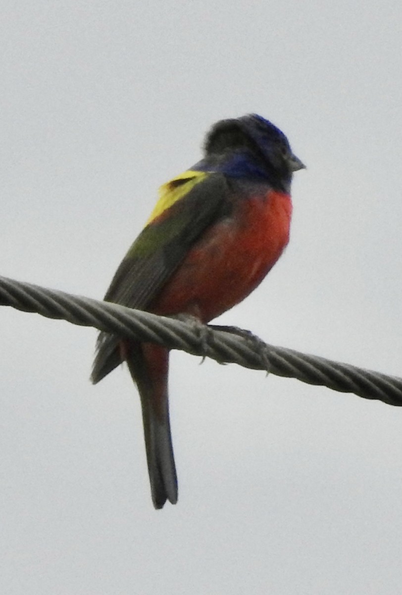 Painted Bunting - ML619594523