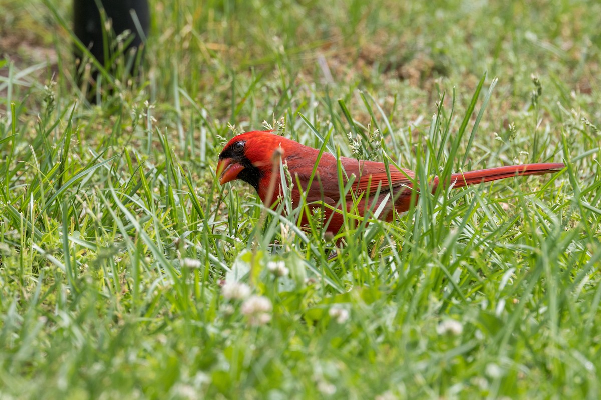 Cardinal rouge - ML619594526