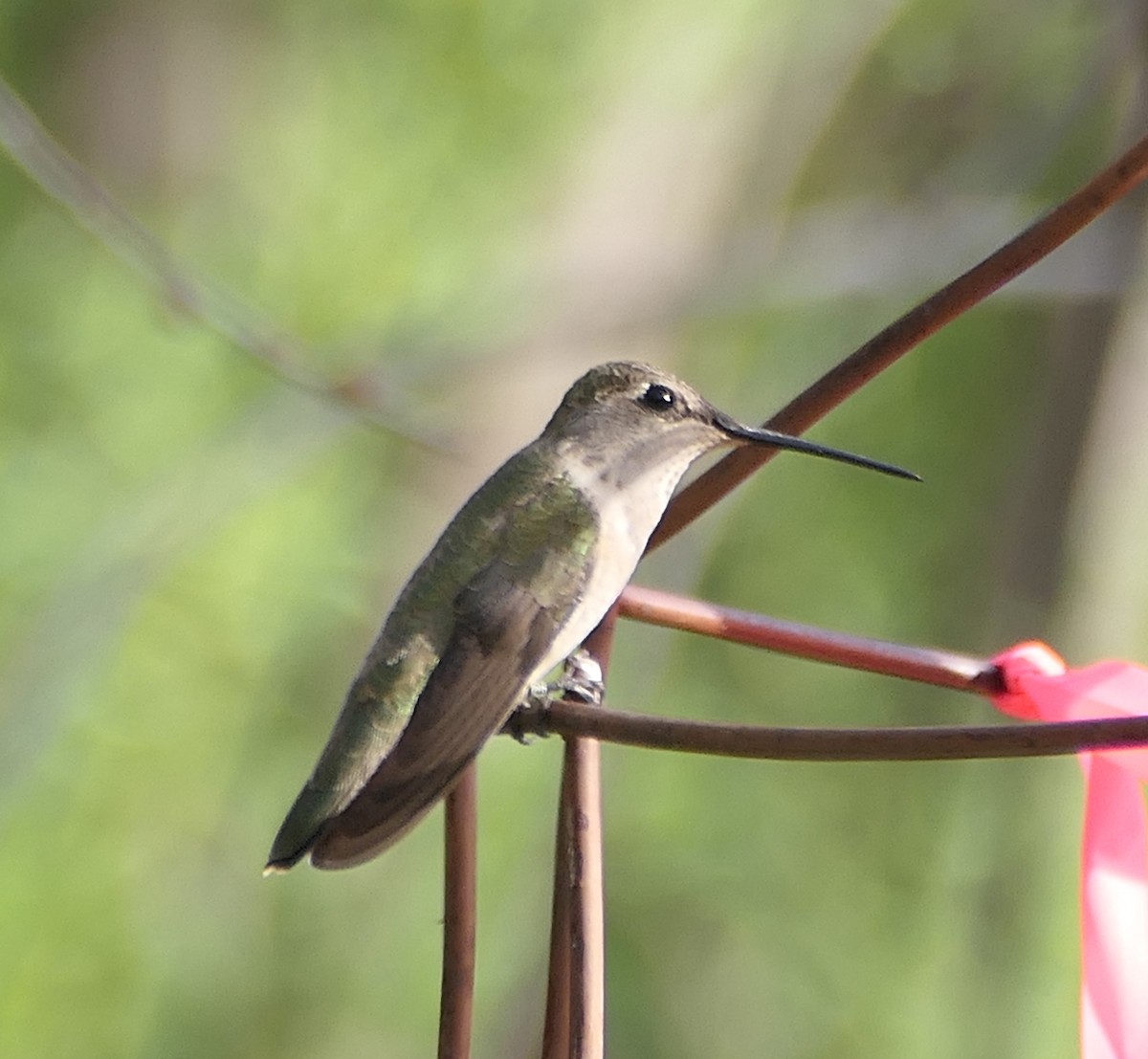 Black-chinned Hummingbird - ML619594528