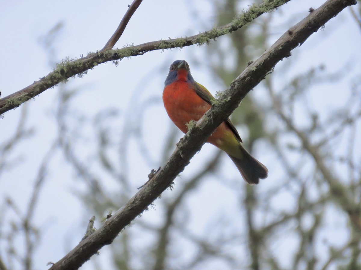 Painted Bunting - ML619594548