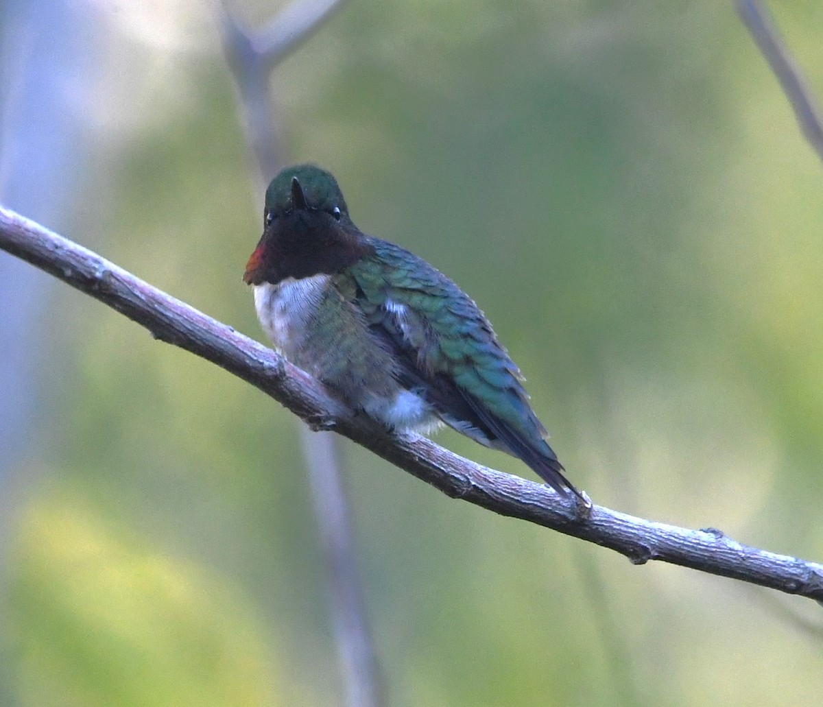 Ruby-throated Hummingbird - ML619594602