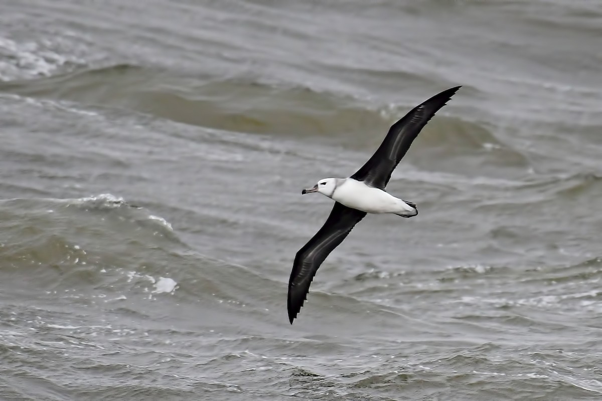 Albatros à sourcils noirs - ML619594632