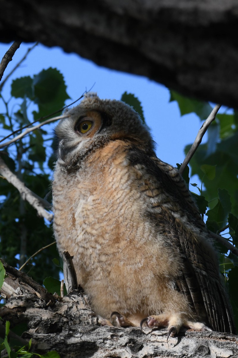 Great Horned Owl - ML619594641