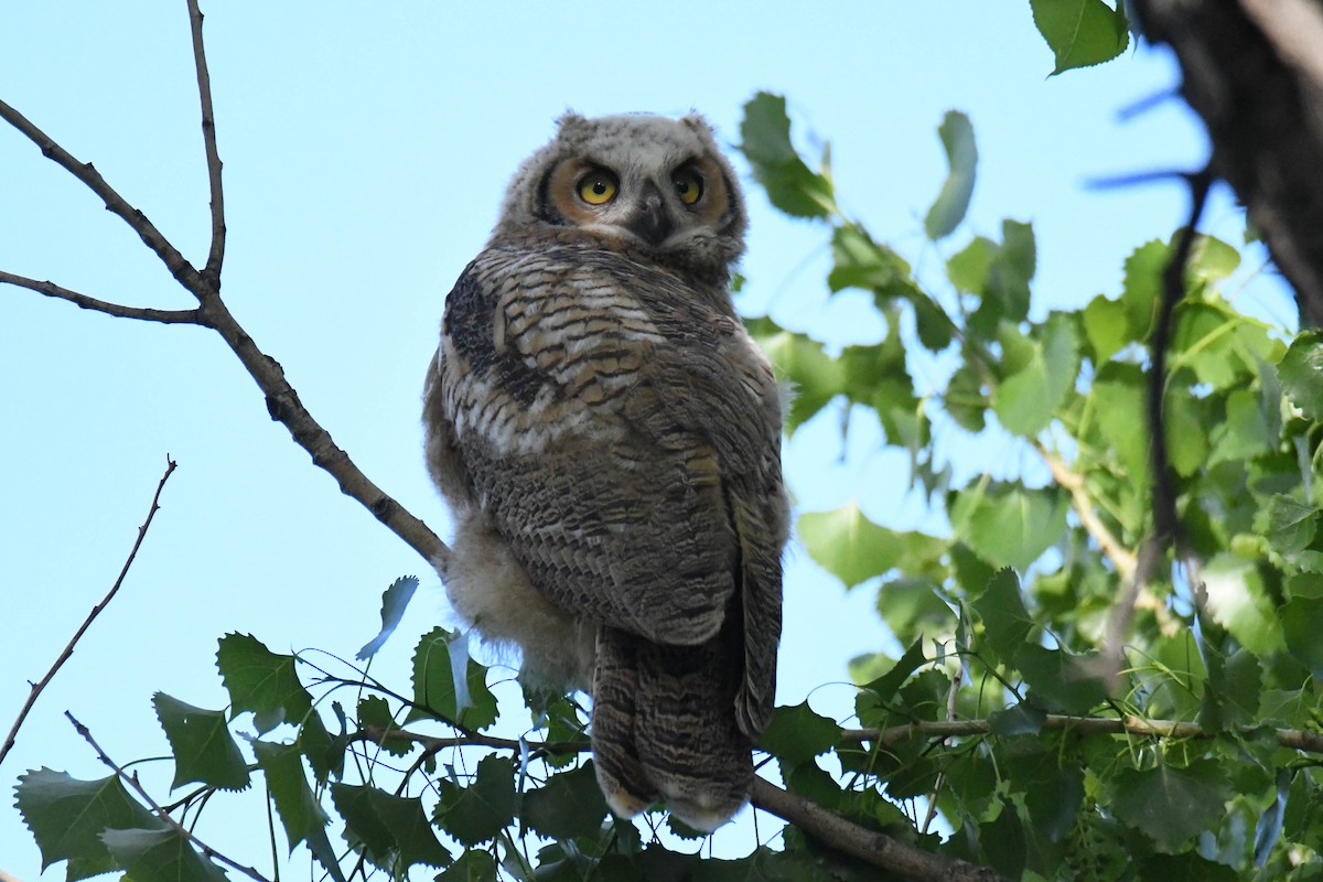 Great Horned Owl - ML619594642
