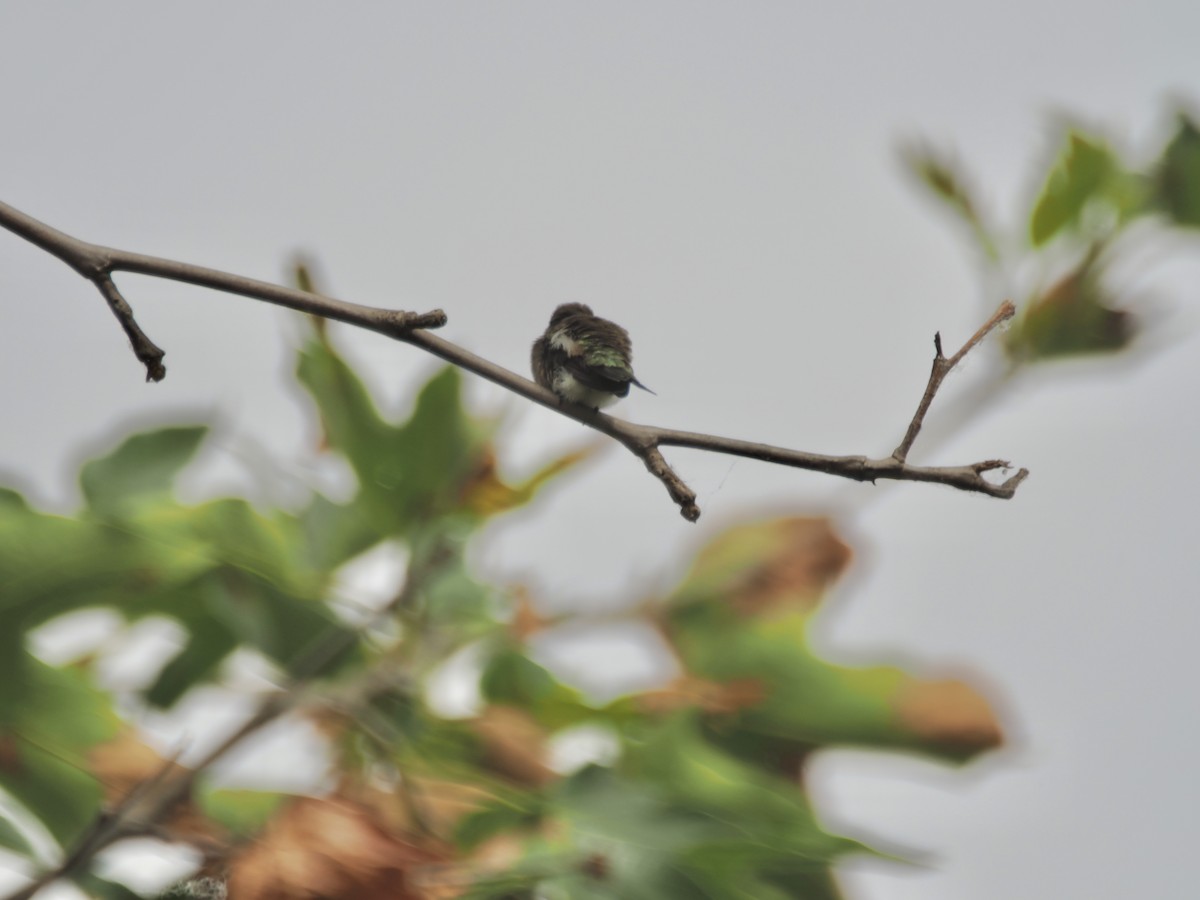 Anna's Hummingbird - ML619594653