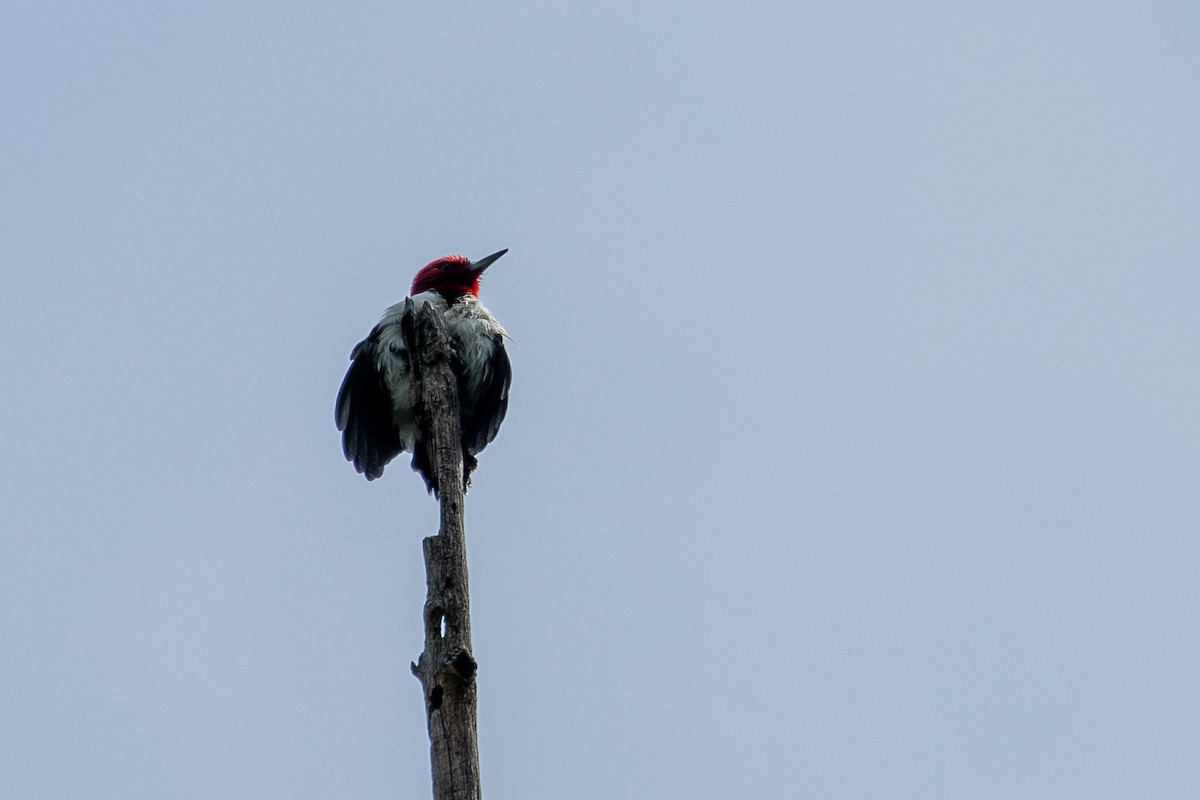 Red-headed Woodpecker - ML619594686