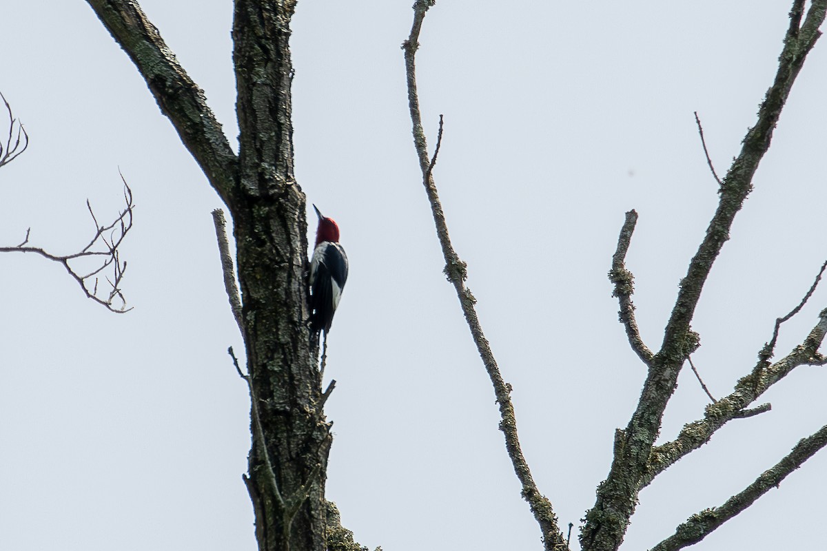 Red-headed Woodpecker - ML619594689